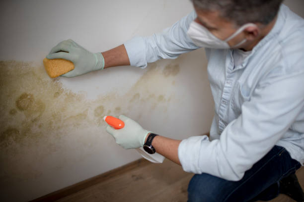 Best Crawl Space Mold Removal  in Westfield, IN
