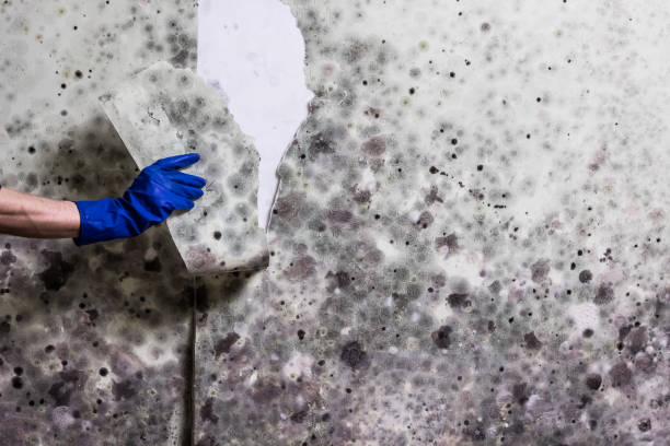 Best Fast Mold Removal  in Westfield, IN